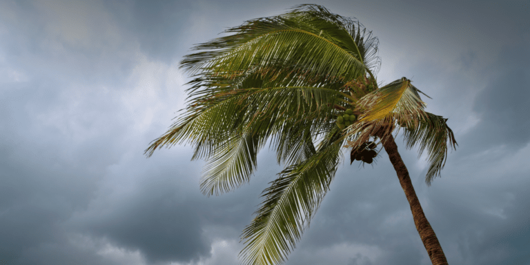 IRS Urges Taxpayers to Prepare for Hurricane Irma